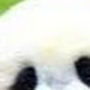 Meet your Posher, Elias